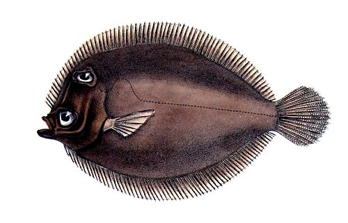 Eyed flounder